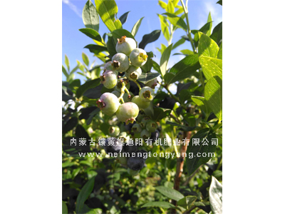 山东蓝莓